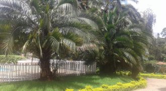 Lavington House in half acre compound for rent