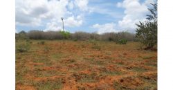 Raches for sale in Taita Taveta
