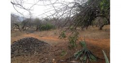 Raches for sale in Taita Taveta