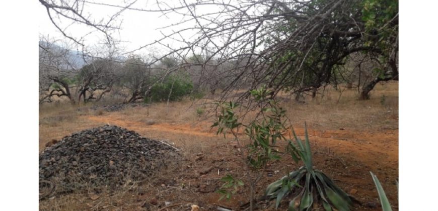 Raches for sale in Taita Taveta