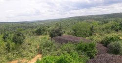 Raches for sale in Taita Taveta