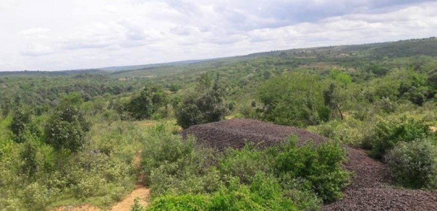 Raches for sale in Taita Taveta