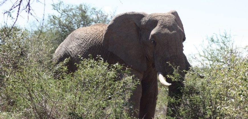 12800 acre property for sale in Laikipia